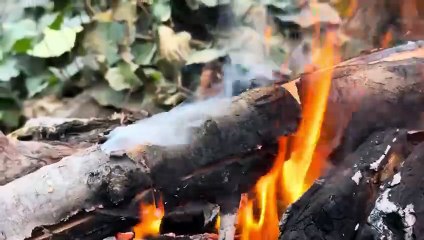 wilderness steak&truffles cooked on Hot ston🥩🔥ASMR Outdoors Cooking”