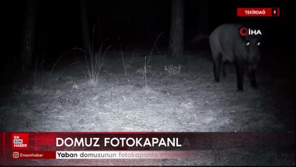 Tekirdağ'da yaban domuzunun fotokapanla savaştı
