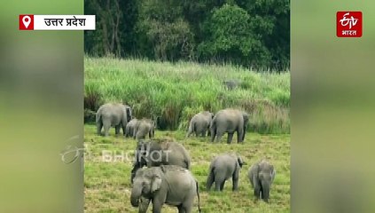 हाथियों के झुंड ने पैर से कुचलकर किसान को मार डाला; कान, नाक और मुंह से निकला खून, जीभ कटकर बाहर लटकी
