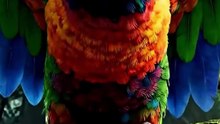 Parrot's Deadly Forgiveness