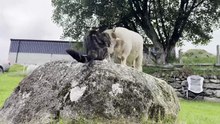 Lamb Doesn’t Want Cat On Her Rock