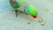 Parrot