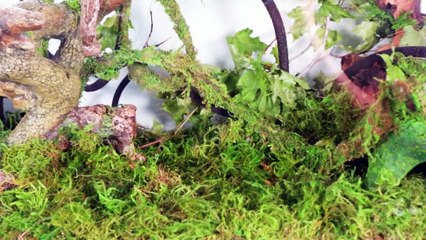 Simulating a Rainforest for 30 Days🎬❤️⏰👨‍👨‍👧‍👧