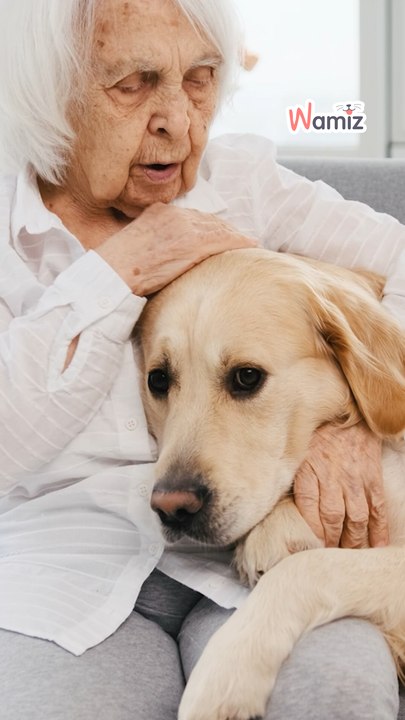 Pastilla para perros