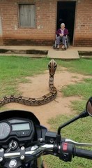 Mi perro argentino intentó advertirme sobre ello, mi amigo me salvó.... #shorts #subscribe