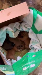 Livorno, il richiamo disperato di sei cuccioli abbandonati per strada in una busta