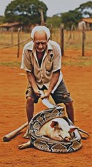 Mi perro argentino intentó advertirme sobre ello, mi amigo me salvó.... #shorts #subscribe