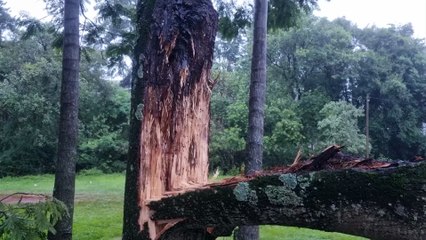 Temporal: Árvore 'racha' no Bairro Periolo e Bombeiros são acionados para desobstruir via
