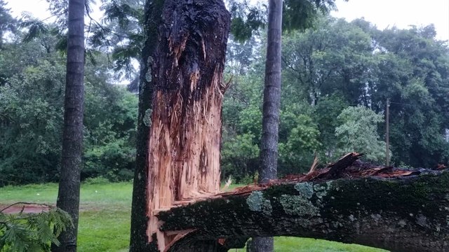 Temporal: Árvore 'racha' no Bairro Periolo e Bombeiros são acionados para desobstruir via