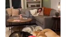 chicken startling dogs in a cozy living room, triggering chaos as they knock over a table, scatter balloon remnants, and elicit a woman's startled