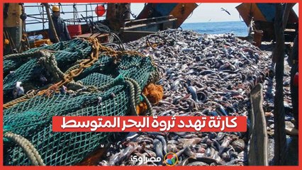 خطر جديد في البحر المتوسط يهدد أسماك القاروص بالنفوق الجماعي