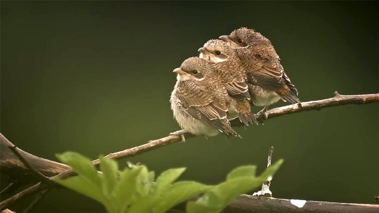 Das Flüstern der Wälder Trailer OV