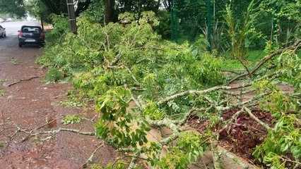 Árvore de grande porte cai na Vila Tolentino, derruba poste, deixa casas sem luz e acesso