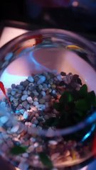 Fingió su muerte para dejarla, y ahora ve cómo ella se casa con un magnate... él está en pánico