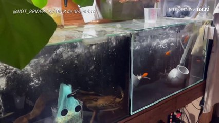 Terremoto de 7,5 atinge Japão e deixa dezenas de feridos