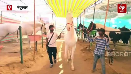 सारंगखेडा चेतक फेस्टिव्हलमध्ये ‘व्हाईट कोब्रा’ आणि 'रुद्राणी'चं खास आकर्षण; मालकाने लावली तब्बल 1 कोटी 71 लाख किंमत