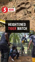 Tiger sighting: Perak perhilitan installs trap, additional trail cameras in Bukit Bangkong