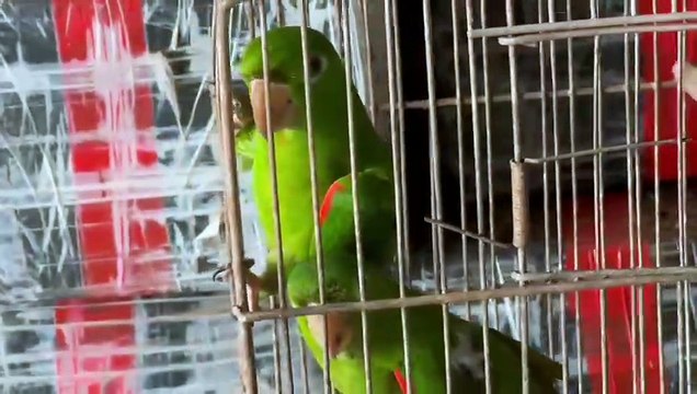 Grande apreensão de drogas e armas na região de Umuarama