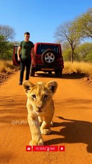 A Lion Cub Asked for Help — A Kind Man Saved Its Father
