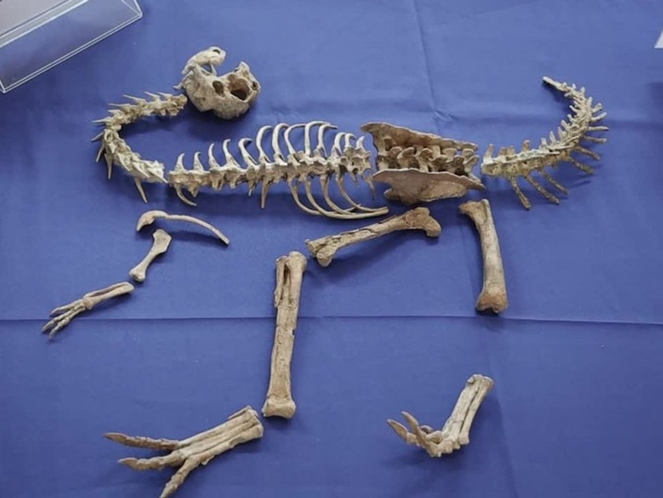 Frankreich gibt 'Tarbosaurus bataar'-Skelett zurück an Mongolei