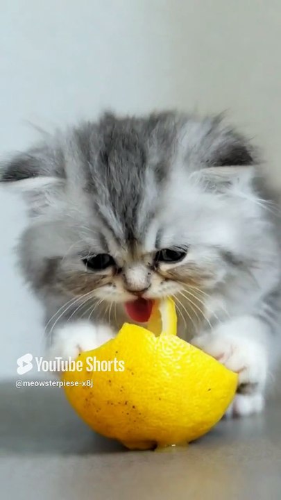 lemon 😺 #cat #funny #cute