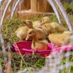 This DIY Incubator Uses NO PLASTIC! Perfect for Ducklings