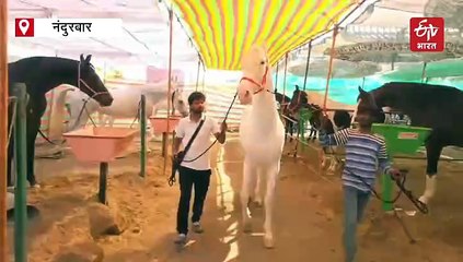 ये है पौने दो करोड़ रुपये का घोड़ा, रोज पीता आठ लीटर दूध, फिल्टर का पानी ...