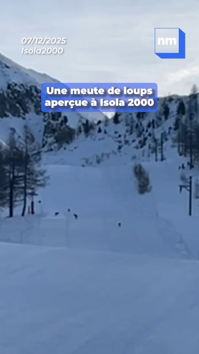 Un randonneur a fait une rencontre exceptionnelle vers Isola 2000, et voici ses images !