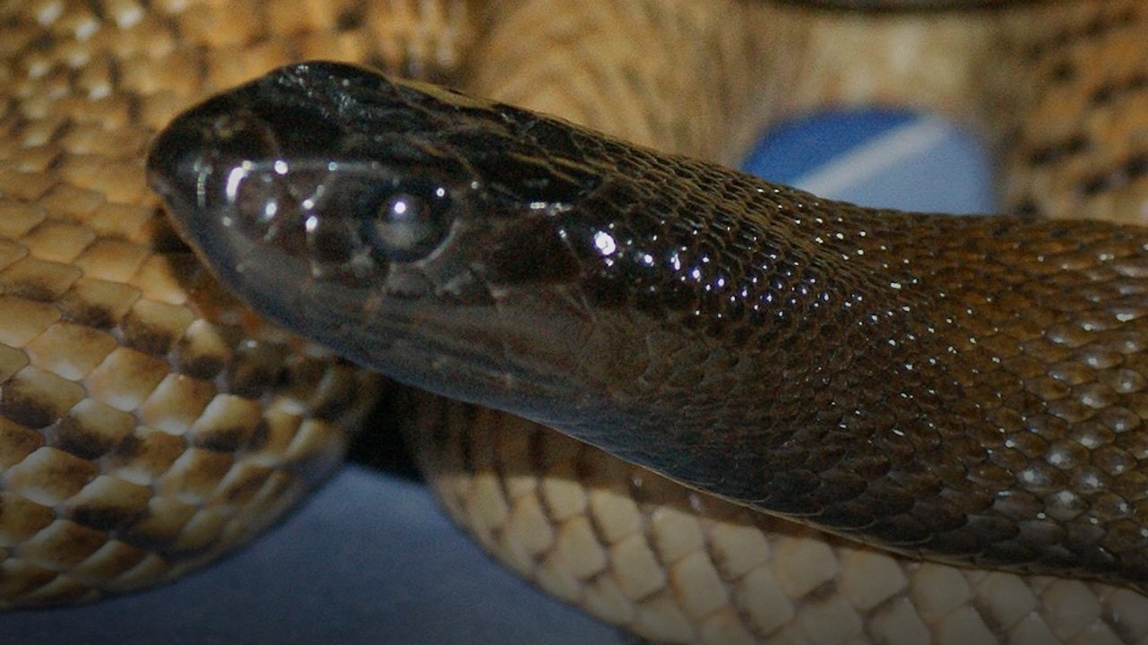 Inland Taipan: दुनिया का सबसे जहरीला सांप, जानें...