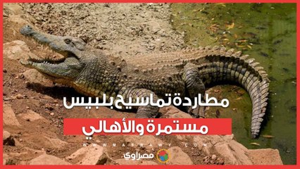 نصبوا الشباك 5 أيام.. مطاردة تماسيح بلبيس مستمرة والأهالي: استخبّوا خايفين