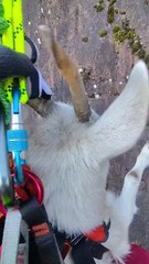 Ora, capretta in  difficolt? salvata dal Soccorso Alpino