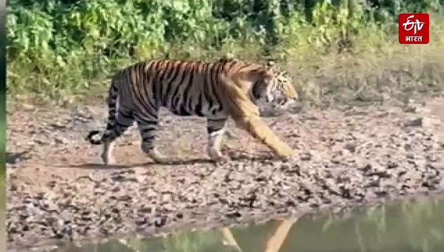 सरिस्का का डिजिटल चेहरा: वन्यजीव गणना के लिए सैकड़ों कैमरे और 'एम-स्ट्राइप' ऐप तैनात