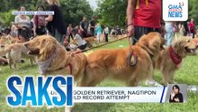Libu-libong golden retriever, nagtipon para sa world record attempt | Saksi