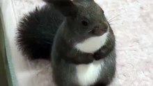 Unique Squirrel