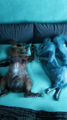 No toothbrush was harmed or mistreated during this sequence. #petz