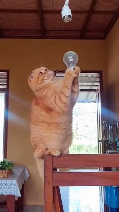 Oyen pasang lampu