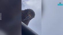 Cheeky New Zealand Kea Give Driver a Welcoming Inspection