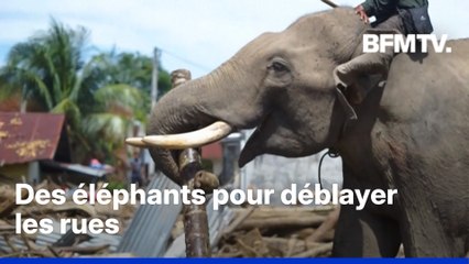 En Indonésie, des éléphants utilisés pour déblayer les dégâts causés par les inondations