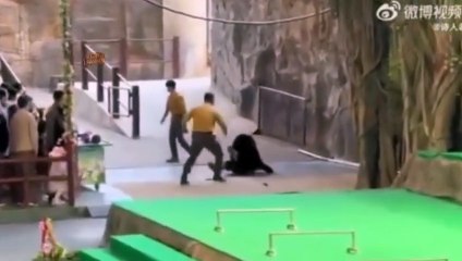 urso ataca tratador durante apresentação em zoológico