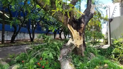 Árvore cai, rompe cabos e mobiliza Bombeiros em Cascavel