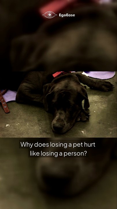 Why does losing a pet feel like losing a piece of your heart? 💔🐾