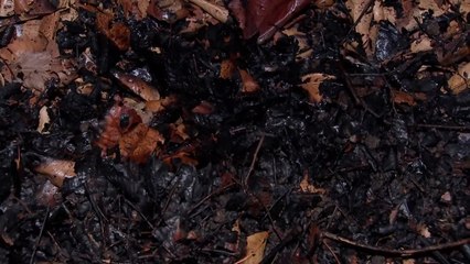 국회 외곽 담장에 방화 추정 불...20대 남성 체포 / YTN