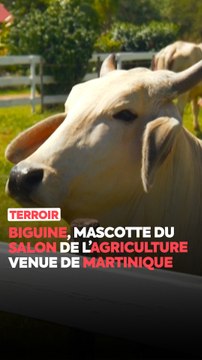 Connaissez-vous Biguine, l’égérie du prochain Salon de l’Agriculture ? Originaire de Martinique, elle devient la première vache d’Outre-mer à être choisie comme mascotte de l’événement. On vous la présente ! 🐄✨