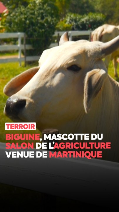 Connaissez-vous Biguine, l’égérie du prochain Salon de l’Agriculture ? Originaire de Martinique, elle devient la première vache d’Outre-mer à être choisie comme mascotte de l’événement. On vous la présente ! 🐄✨
