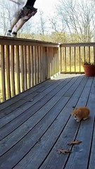 Mother Cat Fights Off Three Birds of Prey