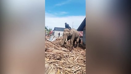 Trained elephants help Indonesia clean up after deadly floods