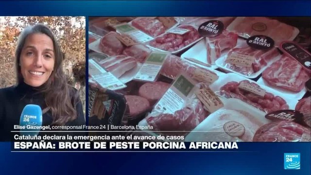 Informe desde Barcelona: Gobierno catalán declara emergencia por brote de peste porcina africana