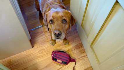 Failed Service Dog Loves To Help His Mom Out On His Own Terms