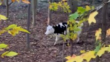 Pregnant Cow Escapes Dairy Farm To Have Her Baby