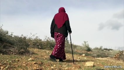 Ulivi sradicati in Cisgiordania, protesta dei residenti palestinesi